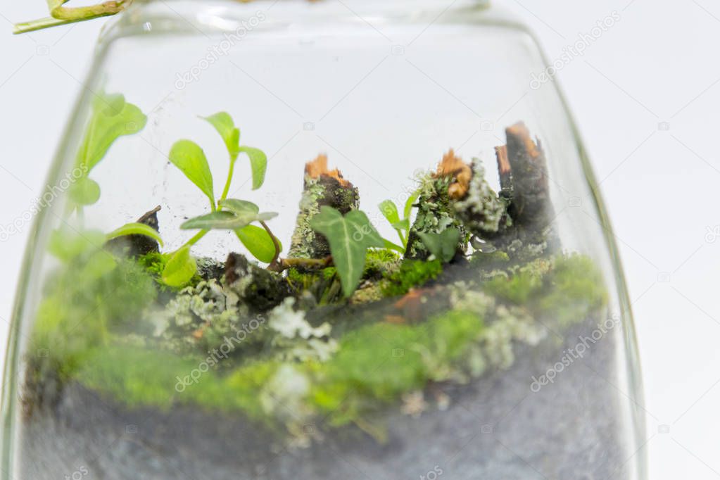 Plant arrangement in a glass jar, detail. Closeup of a decorative terrarium