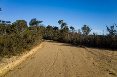 Avustralya 'nın Mavi Dağları' ndaki bir okaliptüs ormanında toprak yol. Çalılıklarda mühürsüz yol.