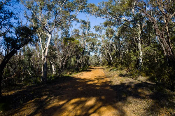 Nature path in eucalyptus forest in Australia. Walk path in the Blue Mountains of Australia on a sunny spring day. Fire trail in the forest.