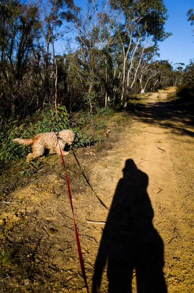 Güneşli bir günde Avustralya ormanlarında köpek gezdiren bir adamın gölgesi.