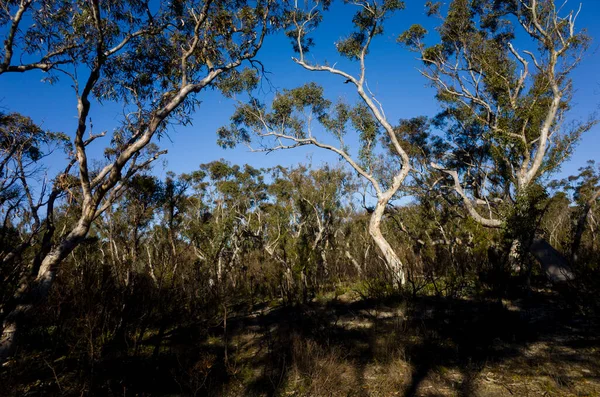 Eucalyptus Δέντρα Στο Αυστραλιανό Θάμνο Μια Ηλιόλουστη Μέρα Μπλε Βουνό — Φωτογραφία Αρχείου