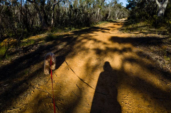 Photo Shadow Man Walking Dog Nature Path Australian Forest Sunny Royalty Free Stock Photos