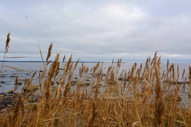 Yüksek sararmış çimenlerin üzerinde bulutlu gün göl kıyısında