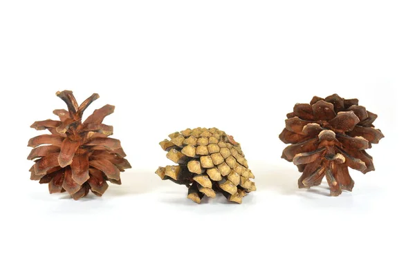 Three Pine Cones White Background Different Angles — Stock Photo, Image
