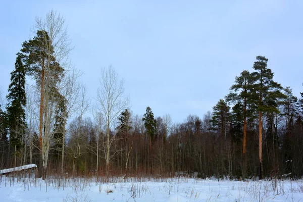 Picturesque View Endless Coniferous Forest Winter Day — Stock Photo, Image