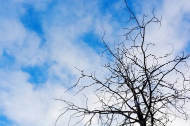 Mavi Gökyüzü bulutlu karşı ağaç dalı olmadan bırakır