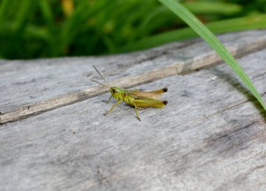 eski gri oturum yeşil çekirge yakın çekim