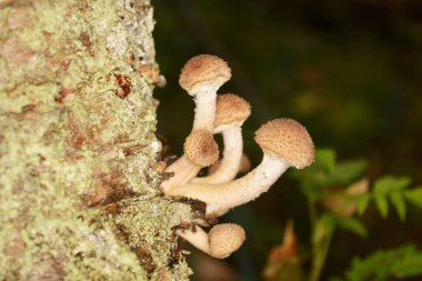 Tatlım agaric mantar içinde yosun koyu arka plan üzerinde yakın çekim