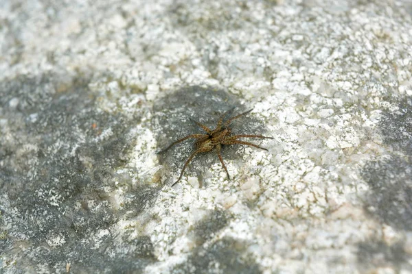 Petite Araignée Marron Sur Pierre Gros Plan — Photo