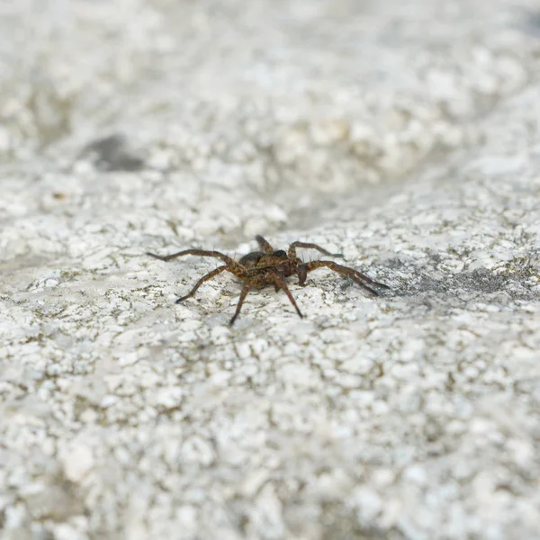 Araña Marrón Piedra Primer Plano — Foto de Stock