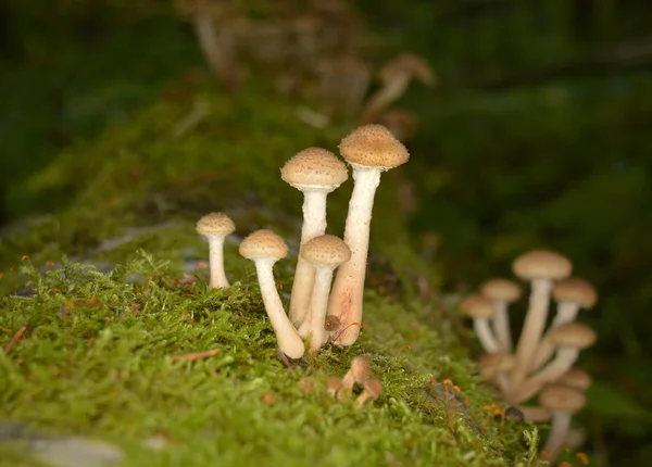 Miód Agaric Grzyby Moss Lesie Zbliżenie — Zdjęcie stockowe