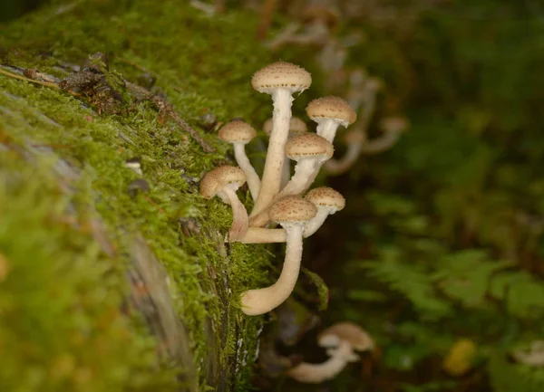 Miód Agaric Grzyby Mech Dziennika Zbliżenie — Zdjęcie stockowe