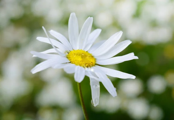 Fleur Camomille Blanche Sur Prairie Ensoleillée Gros Plan — Photo