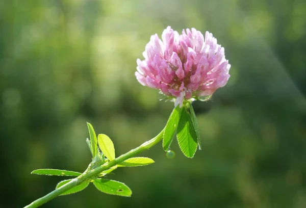 red clover flower in dew drops on blurred sunny meadow , close-up