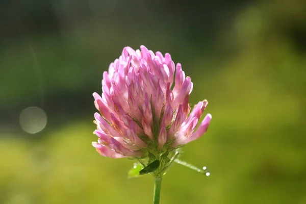 red clover flower on blurred sunny meadow , close-up