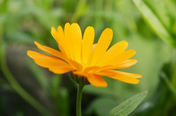 Fleur Calendula Orange Soleil Gros Plan — Photo