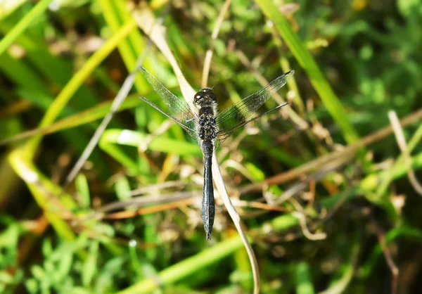 Czarny Dragonfly Siedzi Zielonej Trawie Zbliżenie — Zdjęcie stockowe