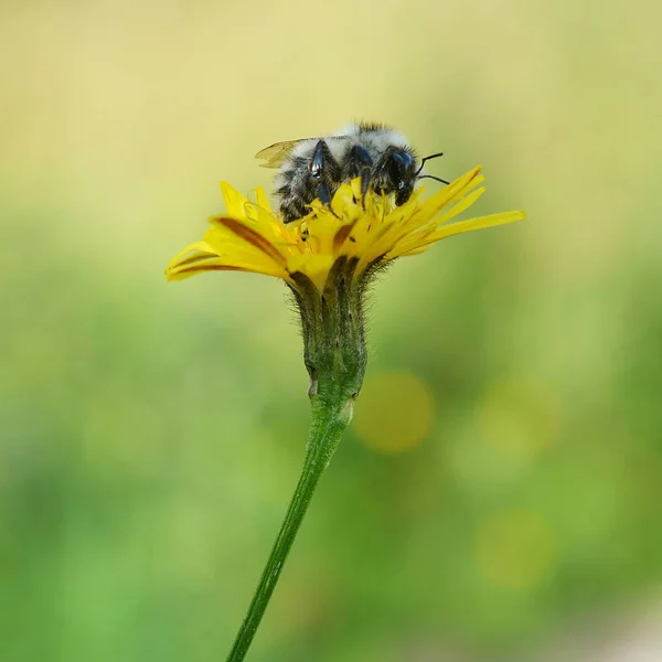 Джміль Сидячи Жовта Квітка Кульбаба Закри — стокове фото