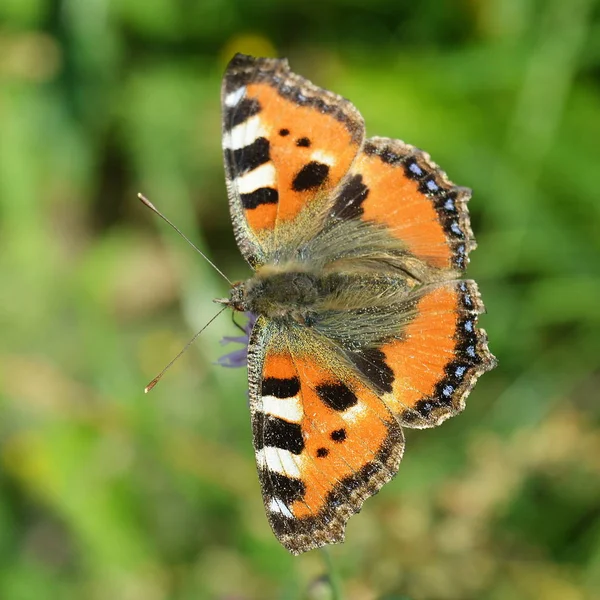 Borboleta Urticária Sentado Flor Bardana Fundo Grama — Fotografia de Stock