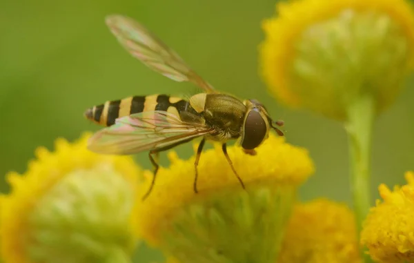 Pszczoła Siedzi Żółty Wrotycz Pospolity Kwiat Makro — Zdjęcie stockowe