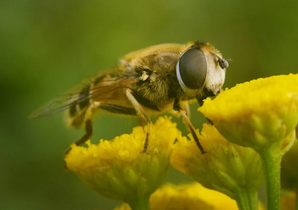 Biet Sitter Gul Renfana Blomma Närbild — Stockfoto