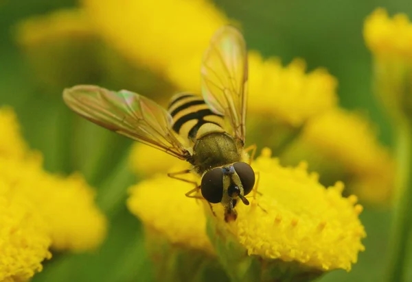 Biet Sitter Gul Renfana Blomma Närbild — Stockfoto