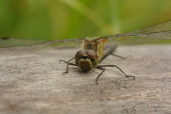 Dragonfly Στην Παλιά Γκρι Καταγραφής Γκρο Πλαν — Φωτογραφία Αρχείου