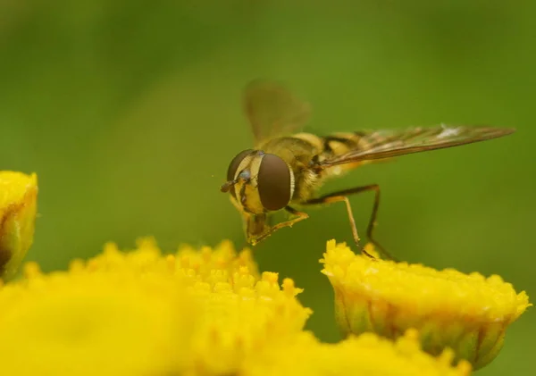 Biet Sitter Gul Renfana Blomma Närbild — Stockfoto