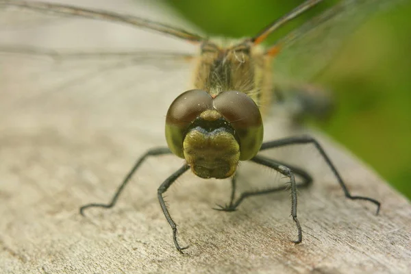 Dragonfly Στην Παλιά Γκρι Καταγραφής Γκρο Πλαν — Φωτογραφία Αρχείου