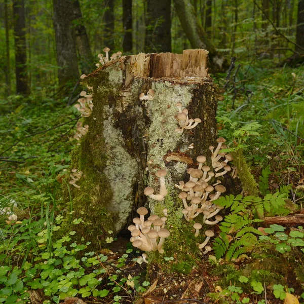 Old rotten stump with honey agaric mushrooms in forest — Stock Image Old Rotten Stump Honey Agaric Mushrooms Forest Stock Photo
