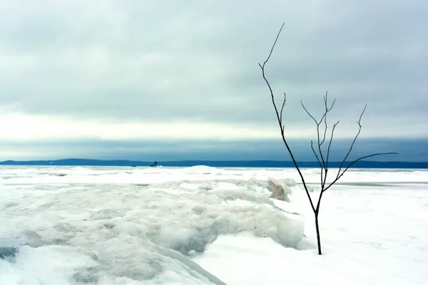 Thin tree in snow on bank of frozen lake