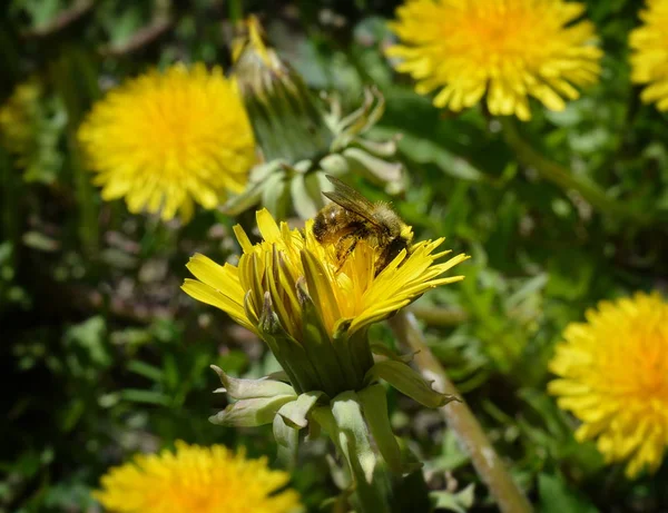 Striped Bee Sitting Yellow Dandelion Flower Eating Pollen Close — Stock Photo, Image
