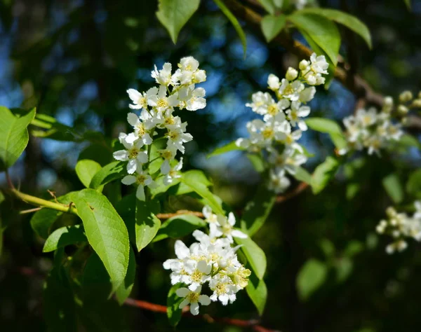 Ramas Cerezo Con Flores Blancas Jardín Día Soleado — Foto de Stock