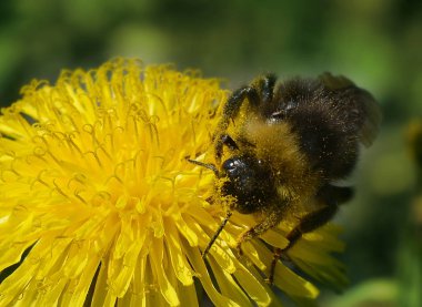 Bumblebee sarı karahindiba çiçeği üzerinde oturan ve nektar toplama , yakın çekim   