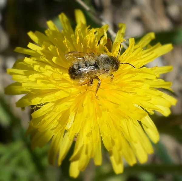 Дика Бджола Сидить Жовтій Квітці Кульбаби Збирає Нектар Крупним Планом — стокове фото