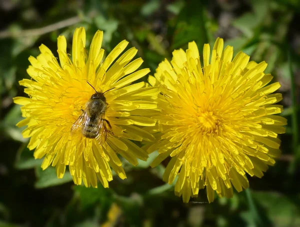 Wild Bee Sitting Yellow Dandelion Flower Eating Pollen Close — 스톡 사진