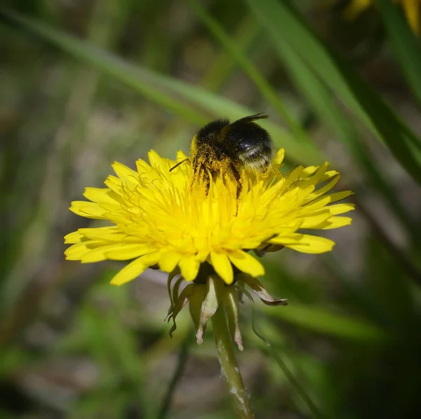 민들레 꿀벌과 클로즈업 — 스톡 사진
