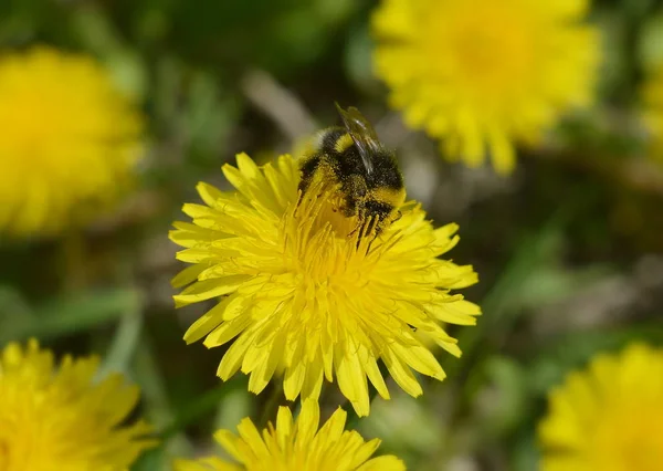 Bumblebee Siedzi Żółtym Mniszek Kwiat Zbieranie Nektar Zbliżenie — Zdjęcie stockowe