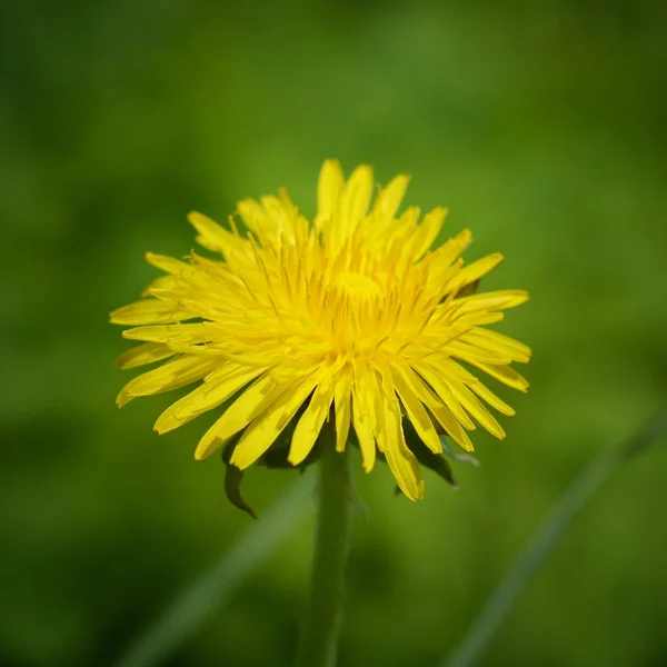 Fleur Pissenlit Jaune Sur Fond Vert Flou Gros Plan — Photo