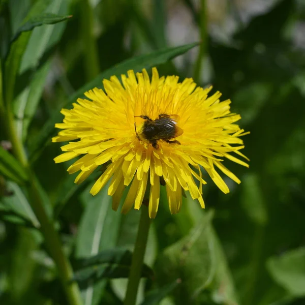 Bourdon Assis Sur Une Fleur Pissenlit Jaune Ramassant Nectar Gros — Photo