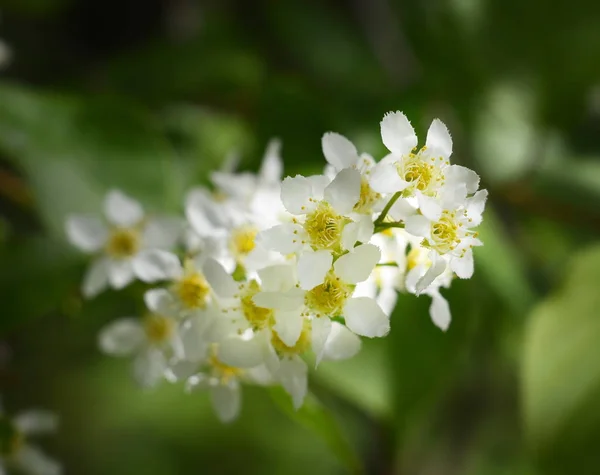 Ramo Cereja Com Flores Brancas Jardim Dia Ensolarado — Fotografia de Stock