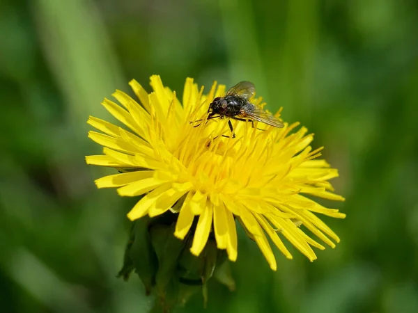 Mouche Assise Sur Une Fleur Pissenlit Jaune Sur Fond Herbe — Photo