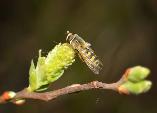 Mouche Rayée Assise Sur Une Fleur Arbre Sur Fond Vert — Photo