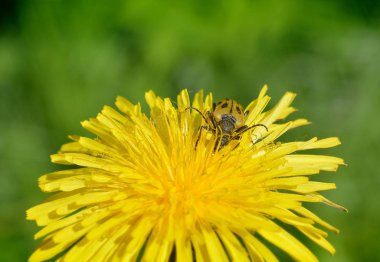 Bulanık yeşil arka plan, yakın çekim karşı sarı karahindiba çiçek üzerinde uzun antenlerle Beetle    