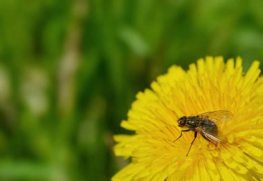 bulanık yeşil arka plan, yakın çekim karşı sarı karahindiba çiçek oturan sinek   