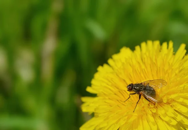 Flyga Sittande Gul Mask Ros Blomma Mot Suddig Grön Bakgrund — Stockfoto