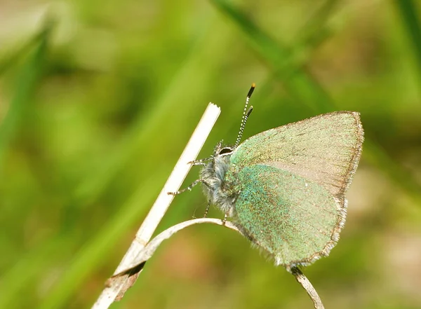 Голуб Метелик Сидить Сухому Лезі Трави Розмитому Зеленому Тлі Крупним — стокове фото