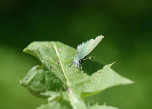 Метелик Зеленими Крилами Сидить Листі Рослини Кульбаби Розмитому Зеленому Тлі — стокове фото