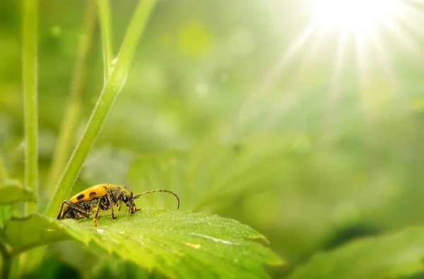 Gelber Käfer Mit Antennen Auf Grünen Blättern Auf Unscharfem Grünem — Stockfoto