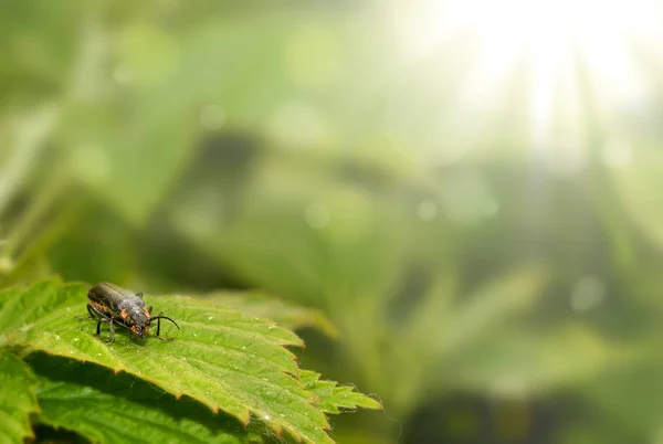 Schwarzer Käfer Auf Grünen Blättern Auf Unscharfem Grünem Hintergrund Nahaufnahme — Stockfoto